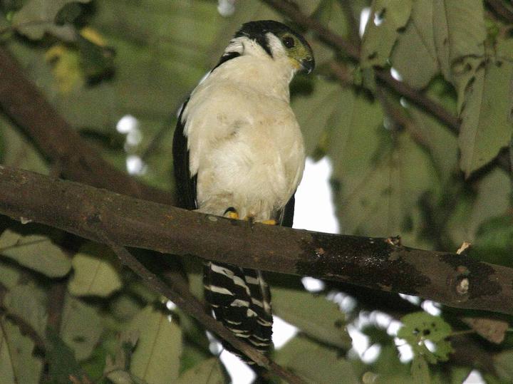 Buckley's Forest Falcon