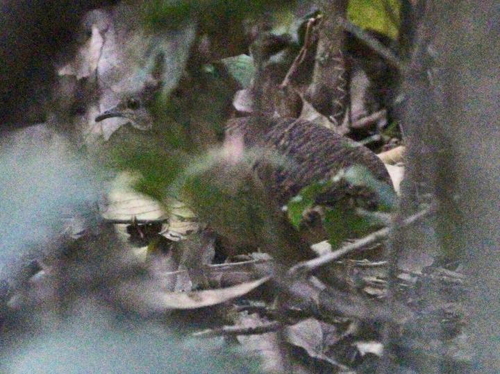 Bartlett's Tinamou