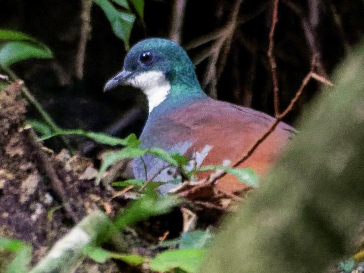 Mindanao Bleeding-heart