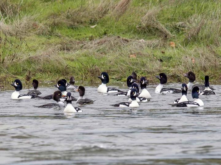 Barrow's Goldeneye