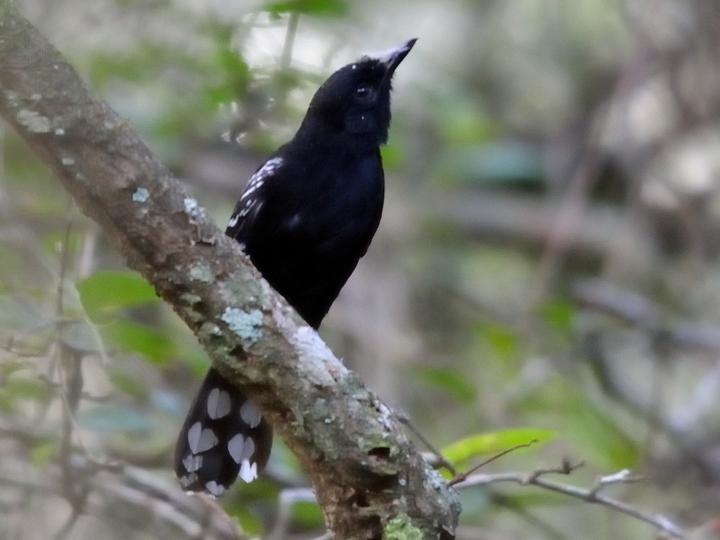 Bananal Antbird