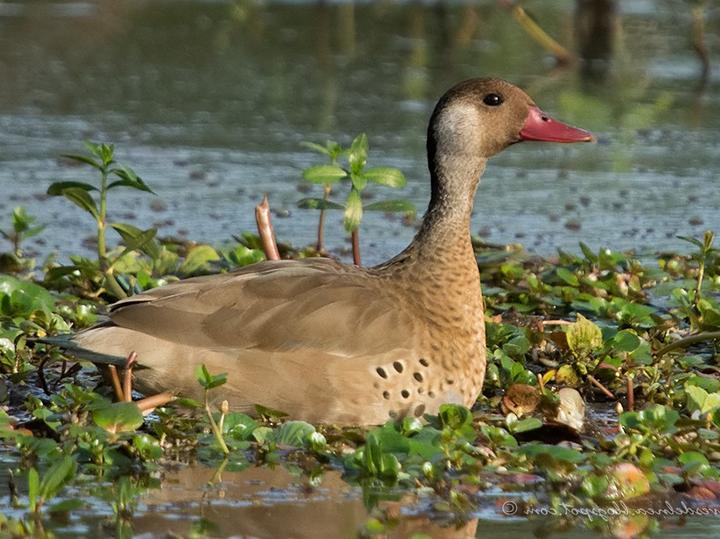 Brazilian Teal