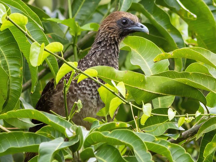 East Brazilian Chachalaca