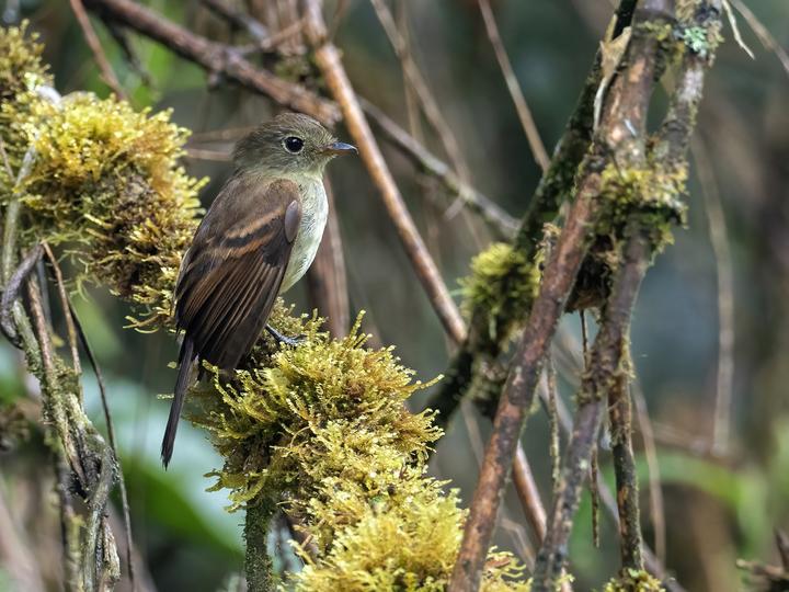 Roraiman Flycatcher