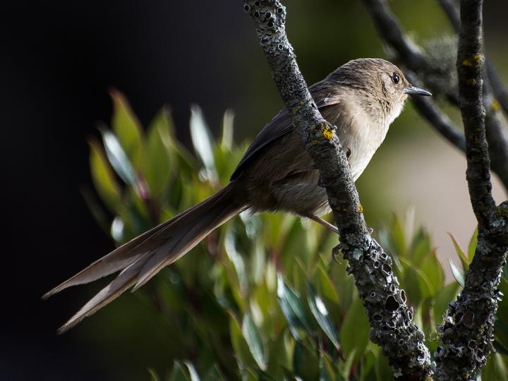 Itatiaia Spinetail