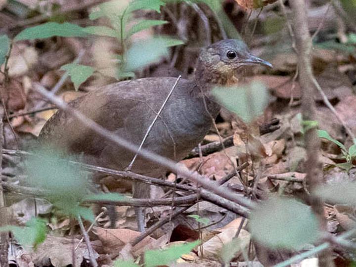 Brazilian Tinamou