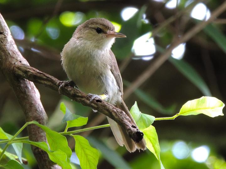 Noronha Vireo