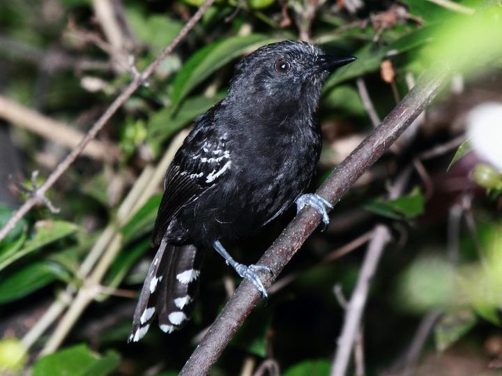 Rio Branco Antbird