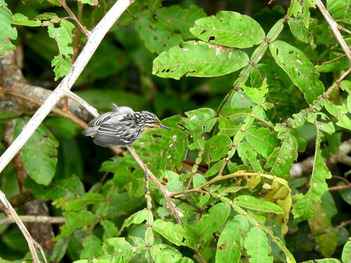 Sclater's Antwren