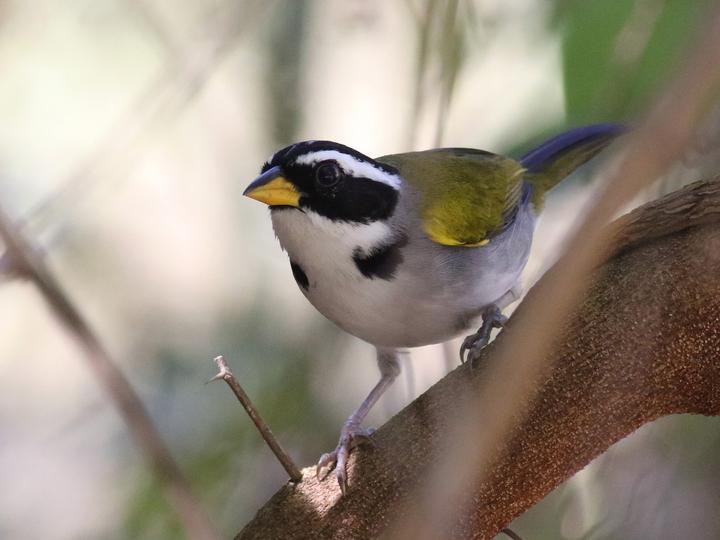 Sao Francisco Sparrow