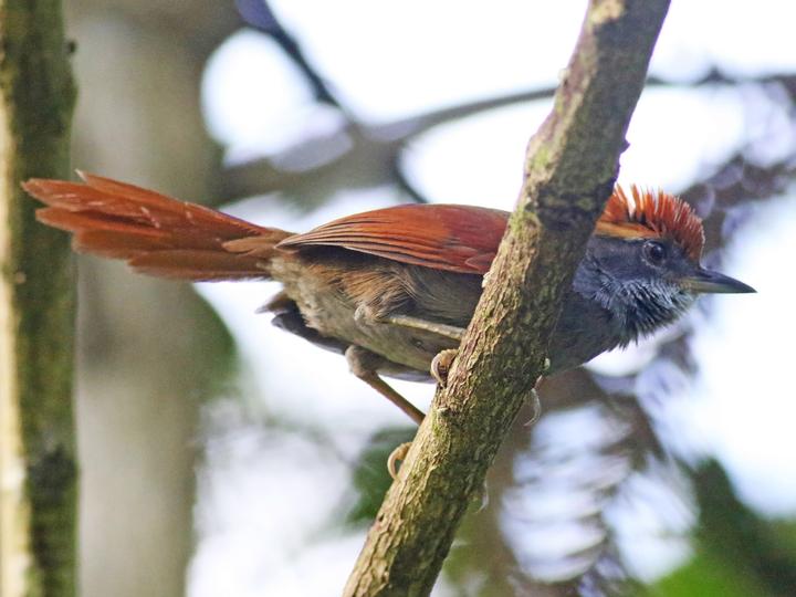 Bahia Spinetail