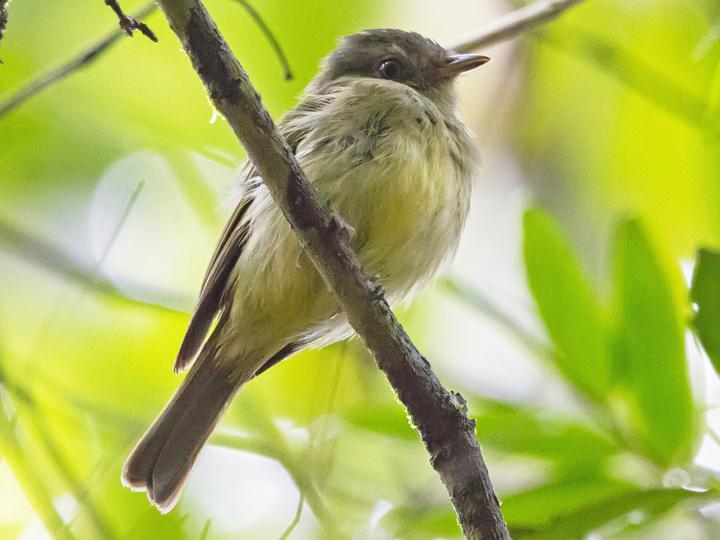 Wied's Tyrant-Manakin