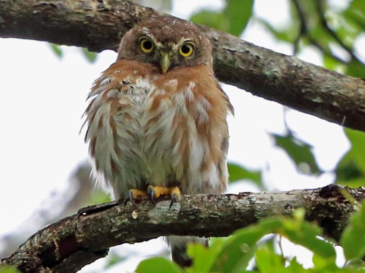 East Brazilian Pygmy Owl
