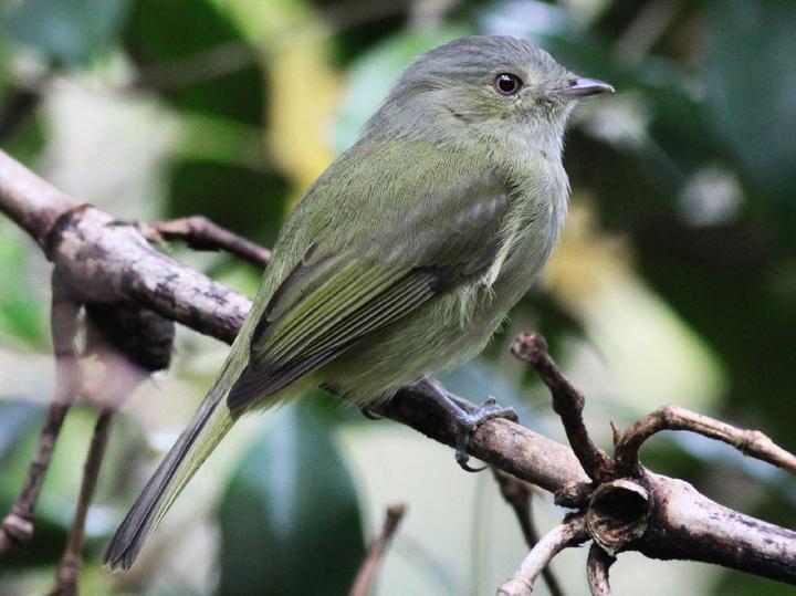 Serra do Mar Tyrant-Manakin