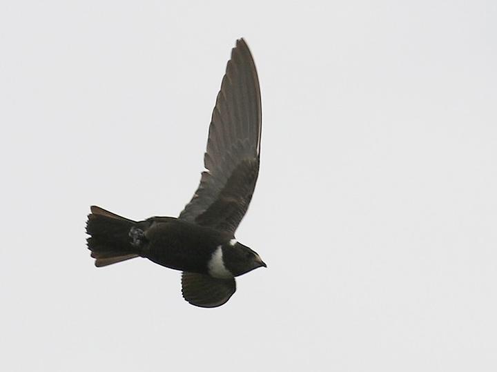 Biscutate Swift