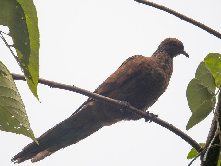 Barusan Cuckoo-Dove