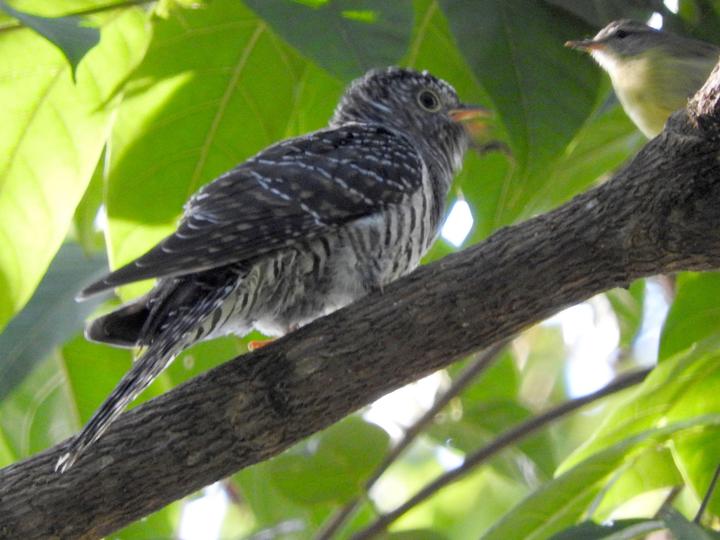 Sunda Cuckoo