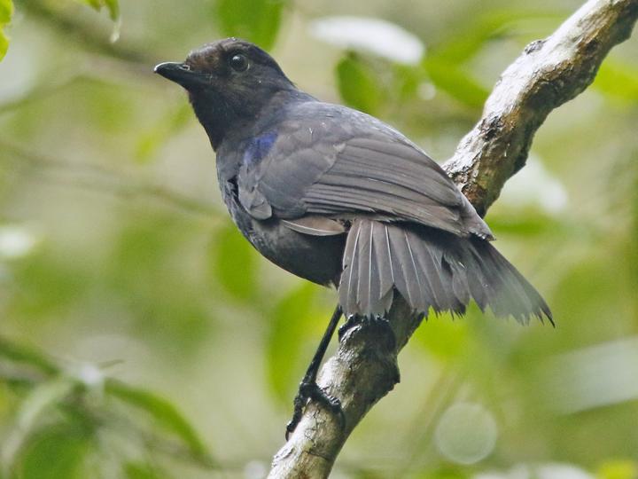 Javan Whistling Thrush