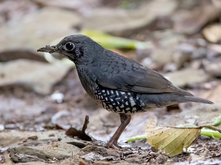 Sunda Thrush