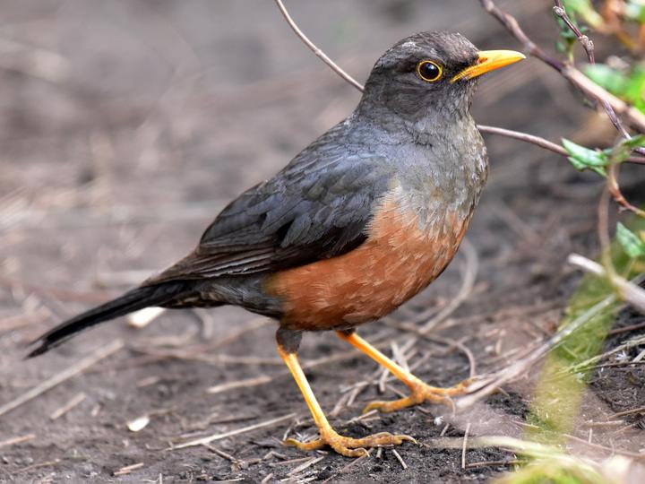 Sundaic Island Thrush