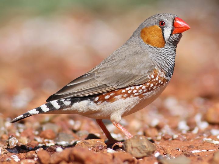 Sunda Zebra Finch
