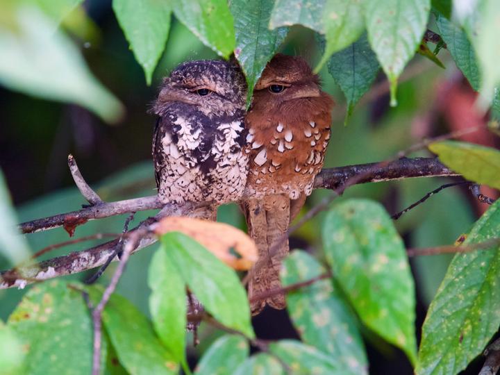 Sunda Frogmouth