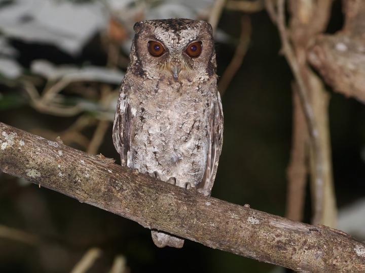 Sunda Scops Owl