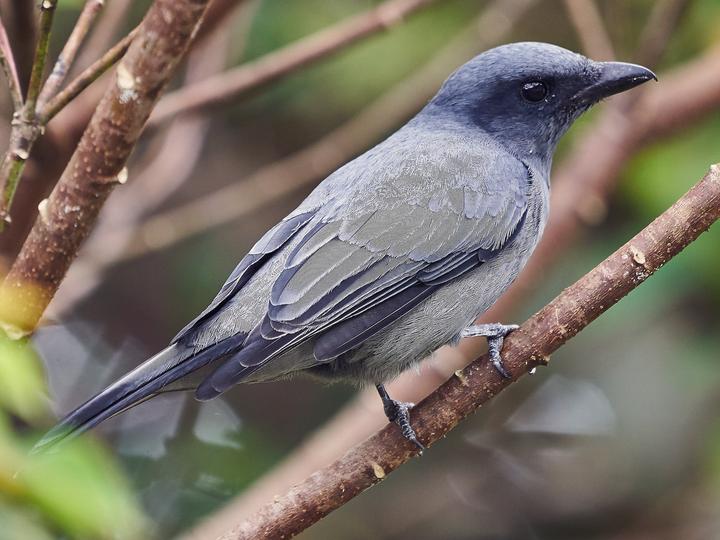 Sunda Cuckooshrike