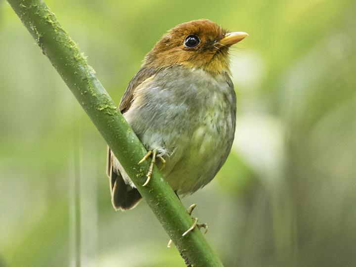 Hooded Antpitta