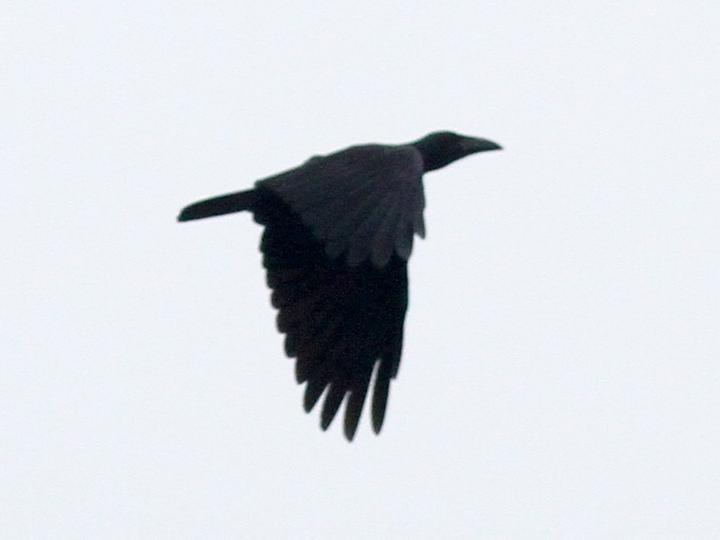 Bougainville Crow