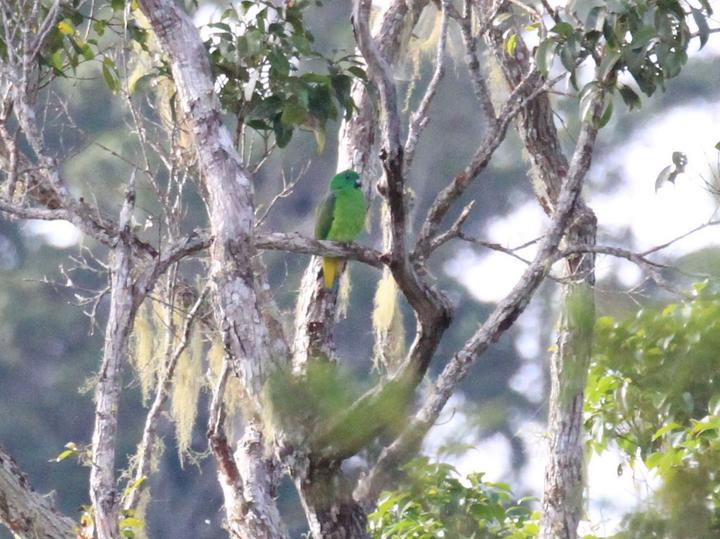Buru Racket-tail