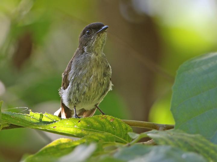 Buru Jungle Flycatcher