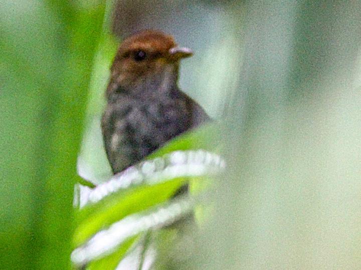 Bougainville Bush Warbler