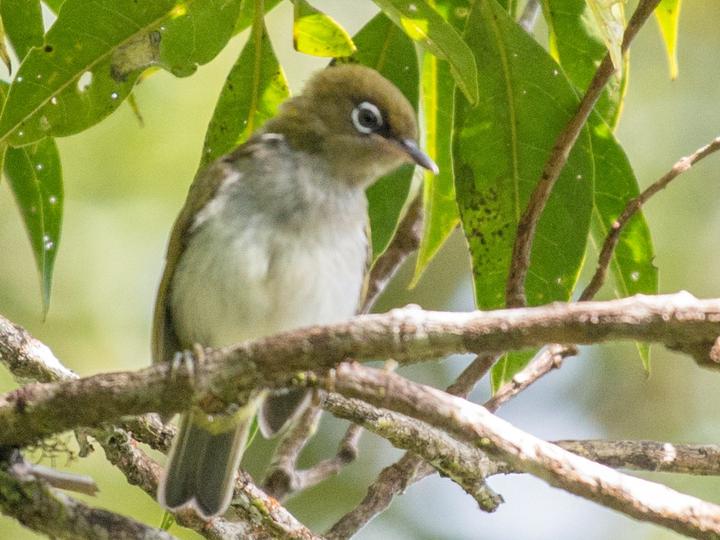 Bougainville White-eye
