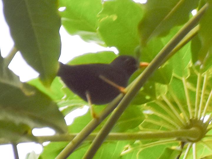 Bougainville Island Thrush