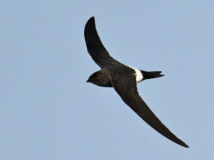 Blyth's Swift