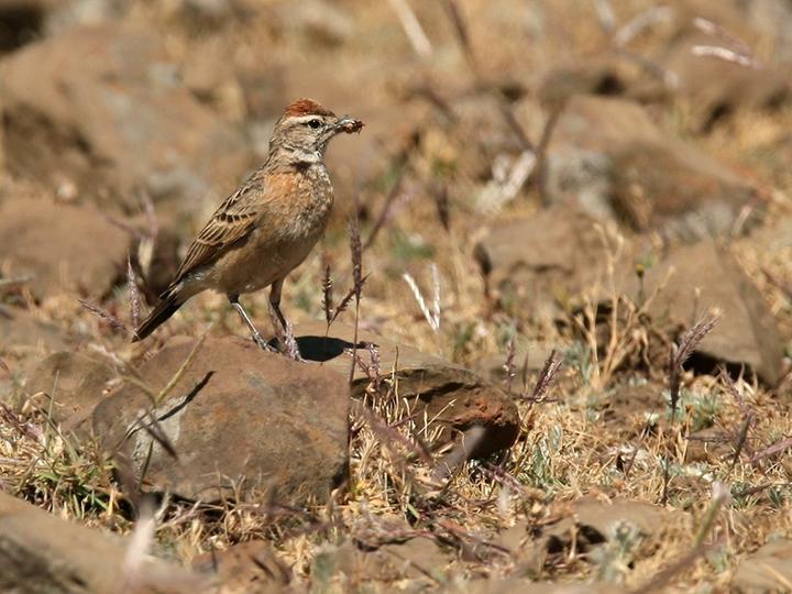 Blanford's Lark