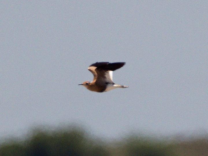 Burchell's Courser