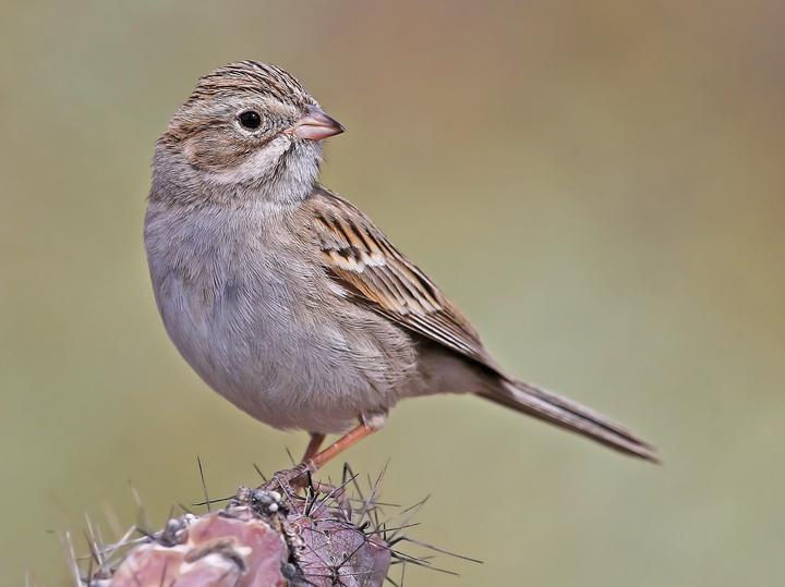 Brewer's Sparrow