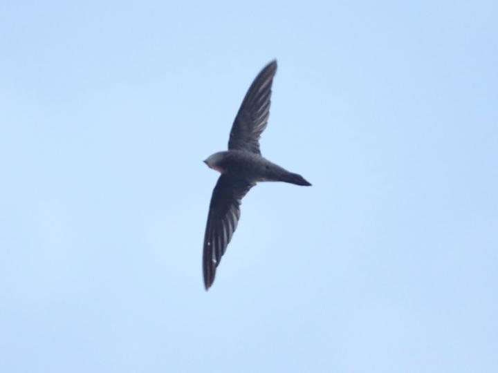 Bradfield's Swift