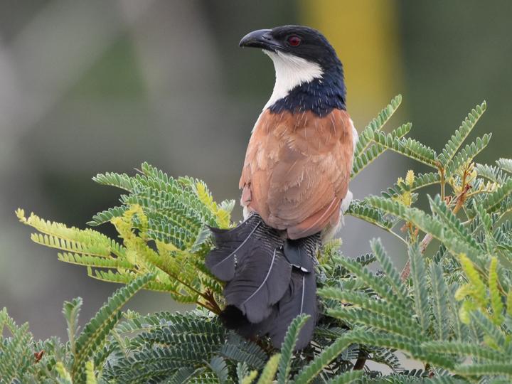 Burchell's Coucal