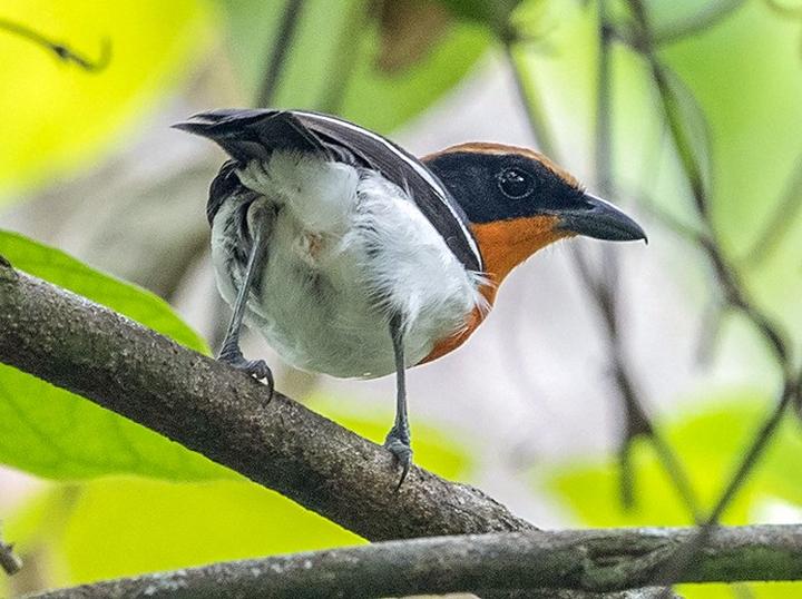 Braun's Bushshrike