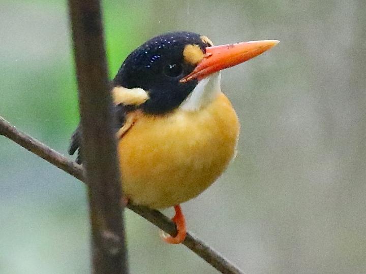 Buru Dwarf Kingfisher