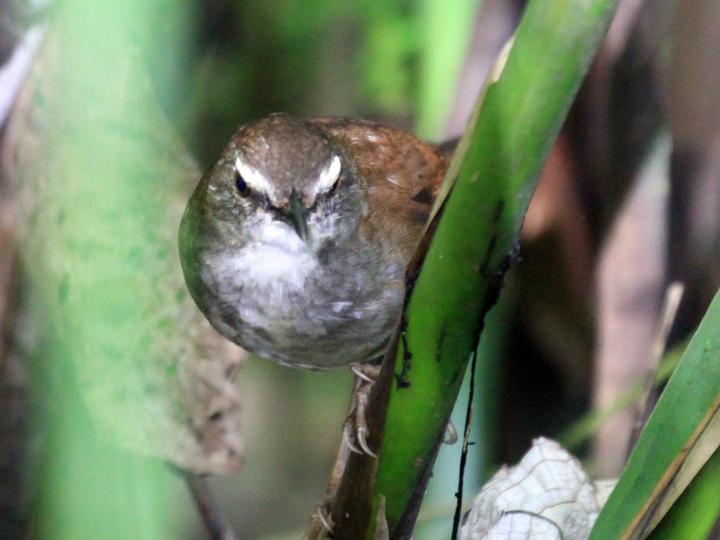 Buru Bush Warbler