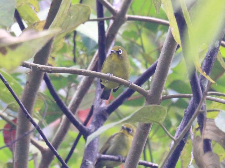 Buru White-eye