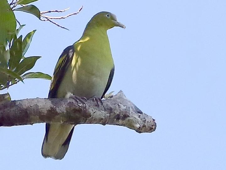 Buru Green Pigeon