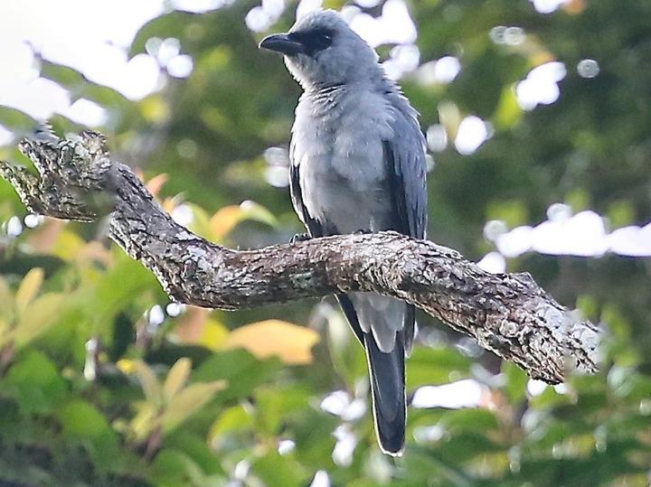 Buru Cuckooshrike