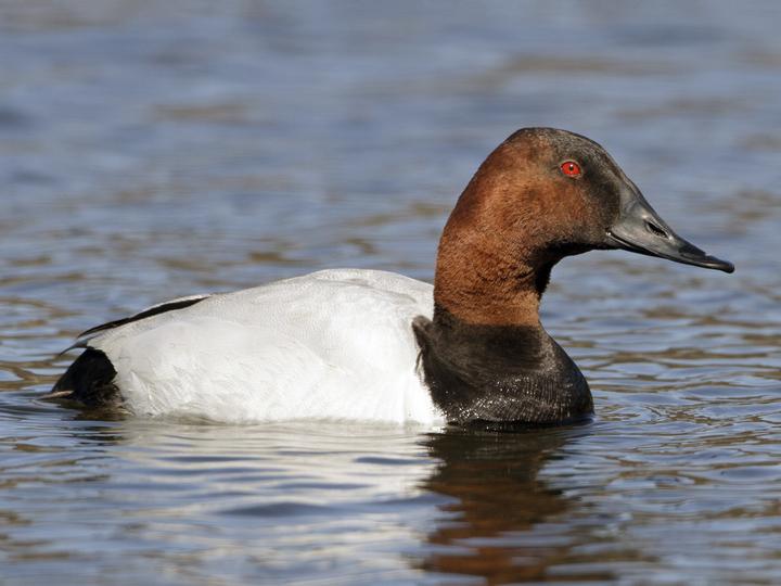 Canvasback