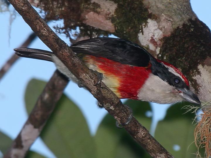 Sira Barbet