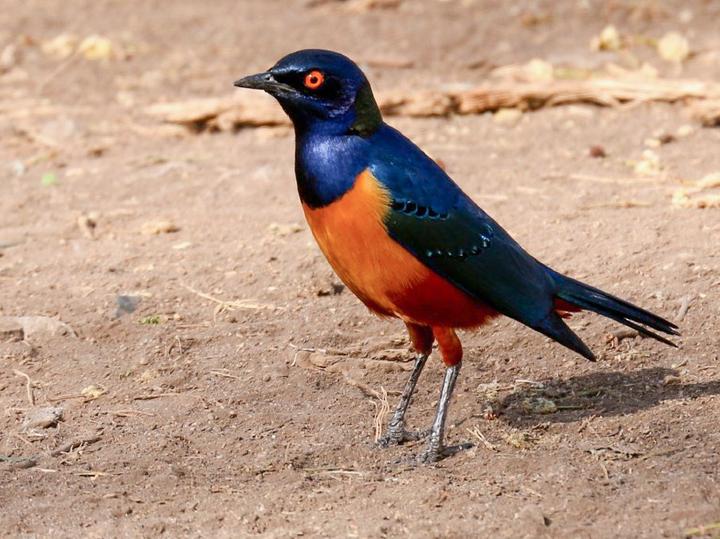 Hildebrandt's Starling